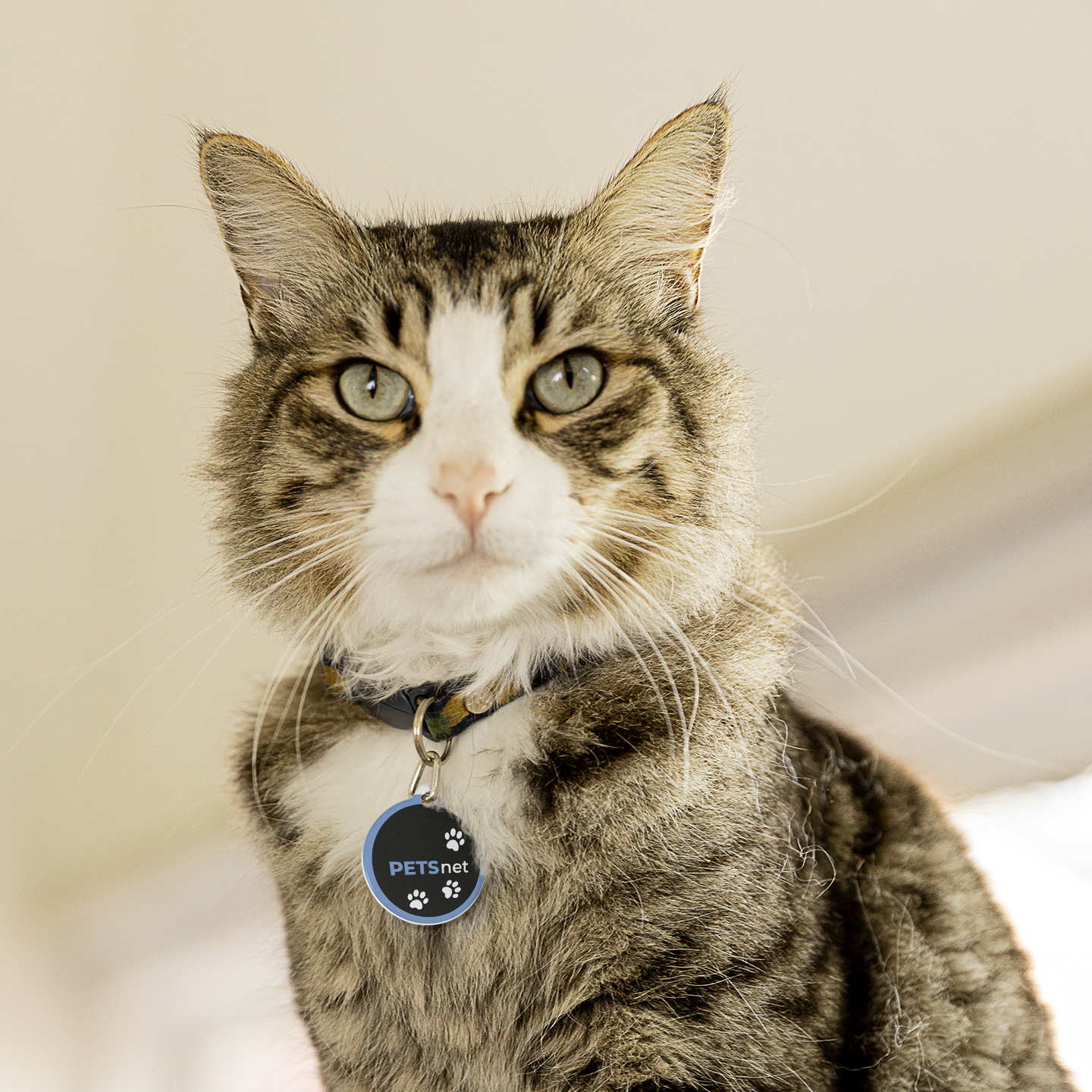 PETSnet_Katze_Pfote_blau