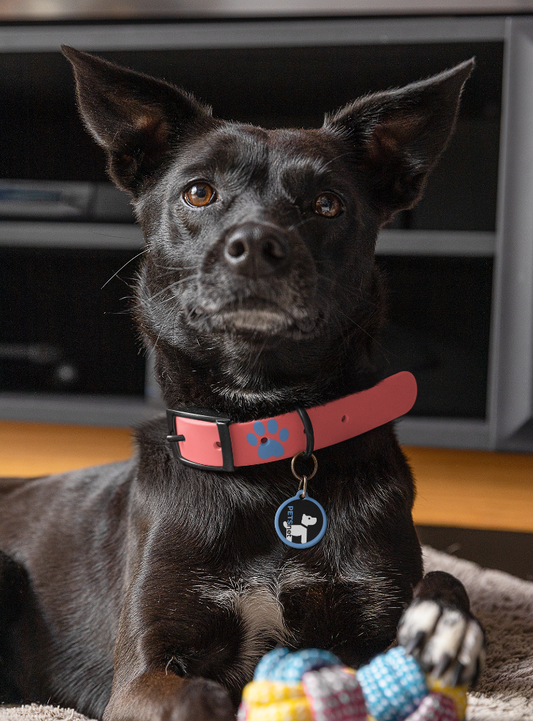 PETSnet_Hund_blau_schwarz
