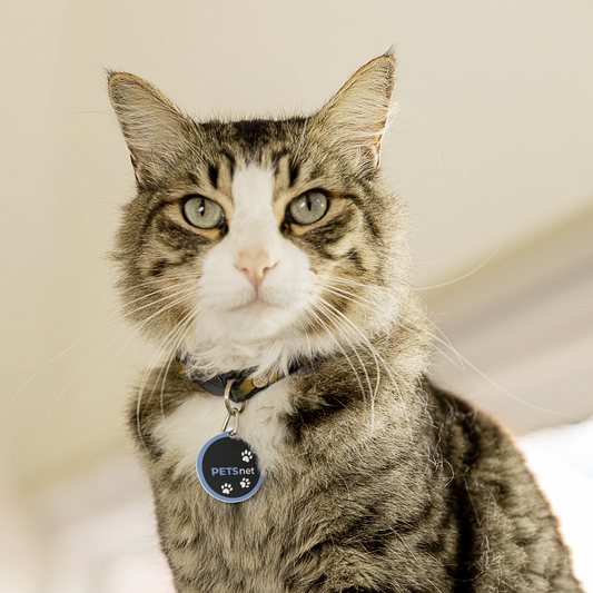 PETSnet_Katze_Pfote_blau