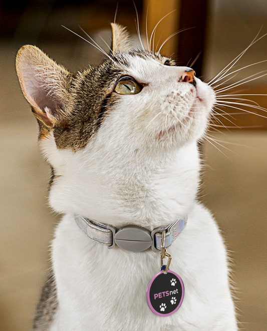 PETSnet_Katze_Pfote_rosa_Kopfoben